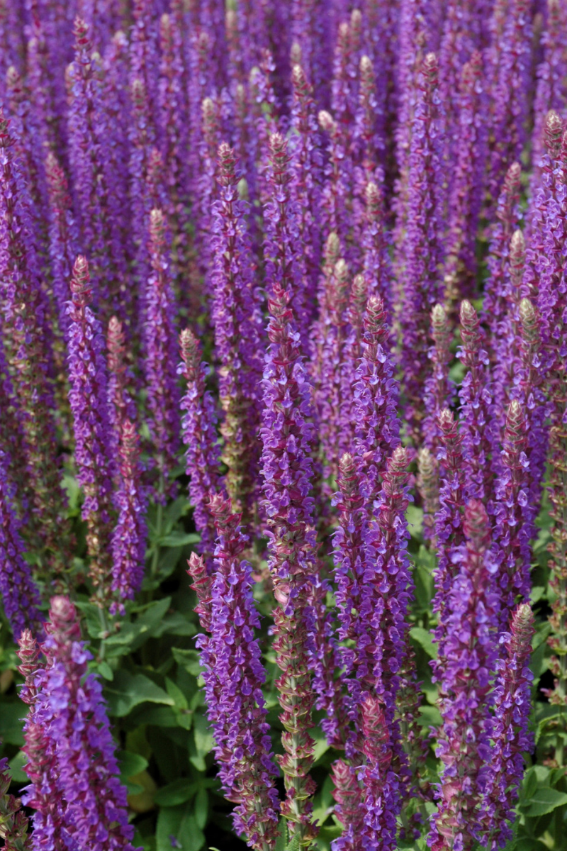 Salvia, East Friesland