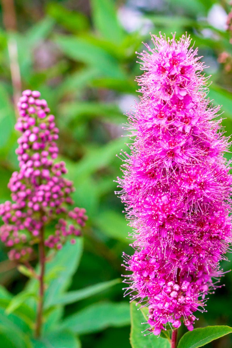 Spirea, Steeplebush
