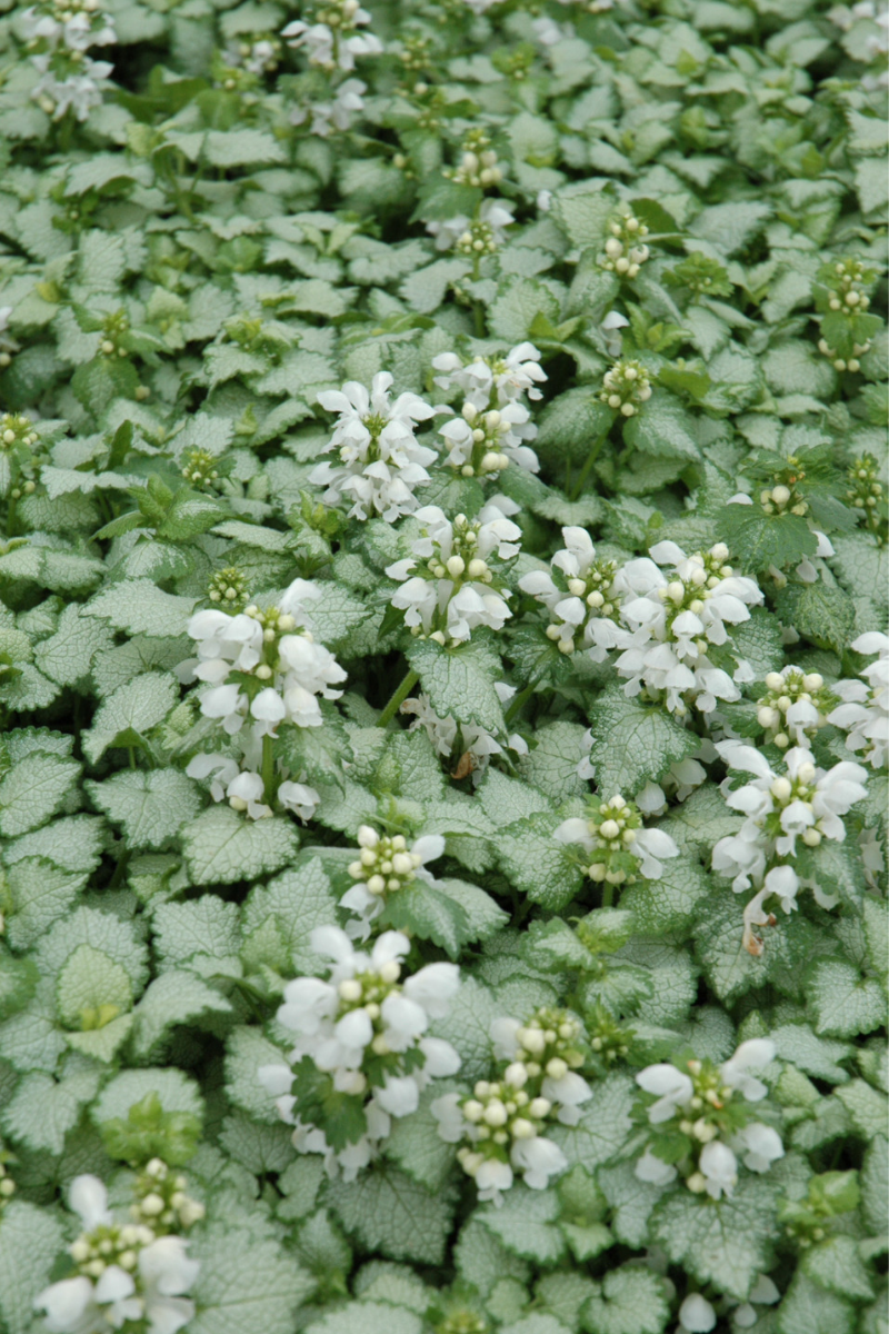 Lamium, White Nancy