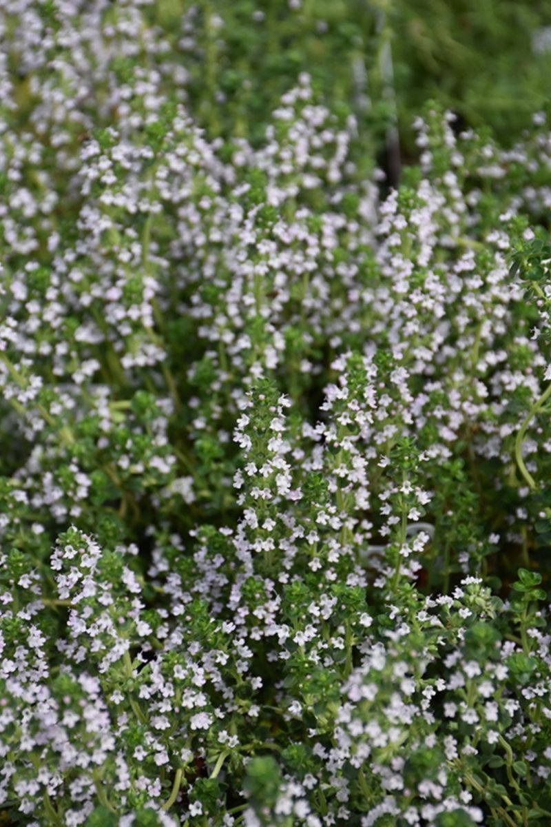 Thyme, Doone Valley