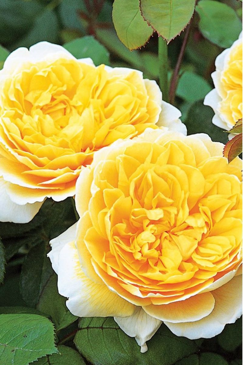 Rose, Charlotte