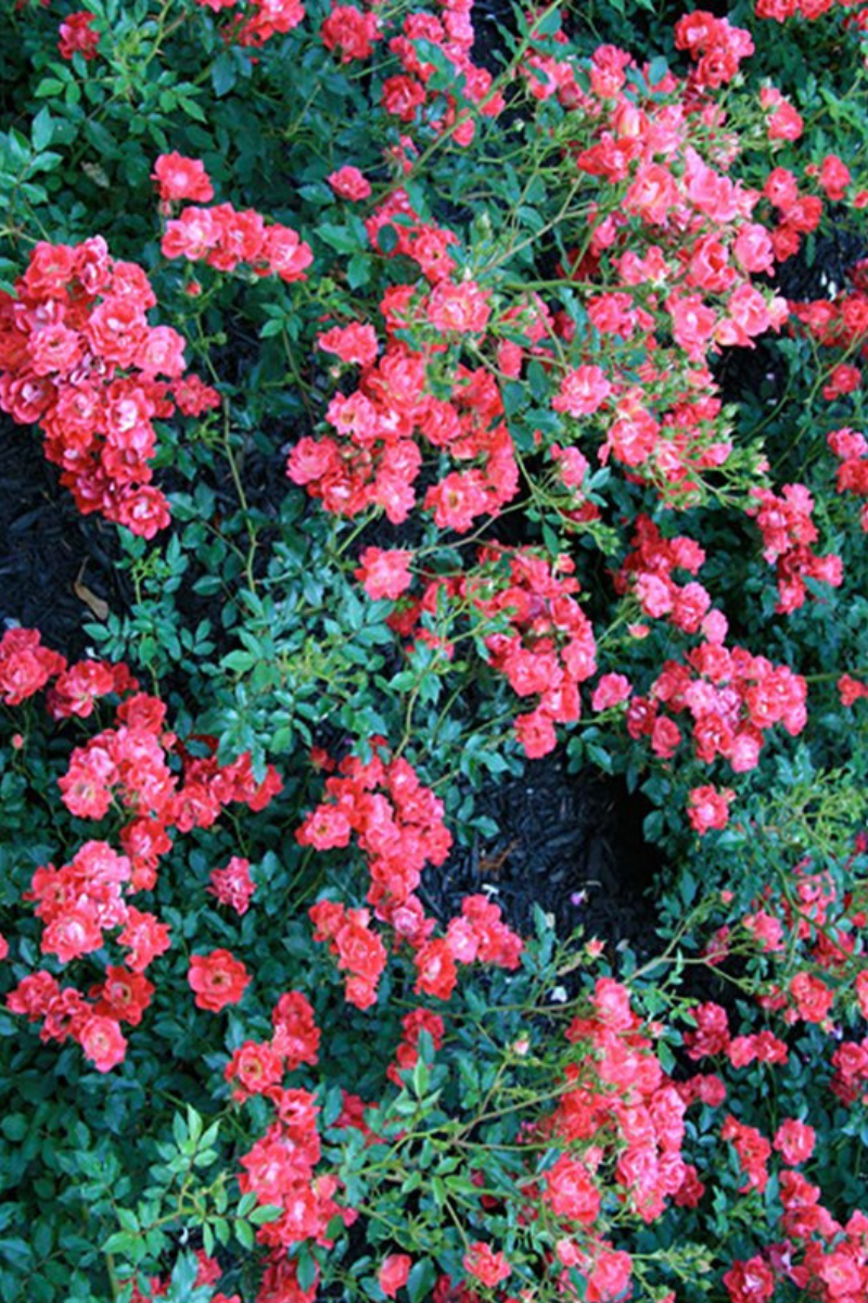 Rose, Drift Red