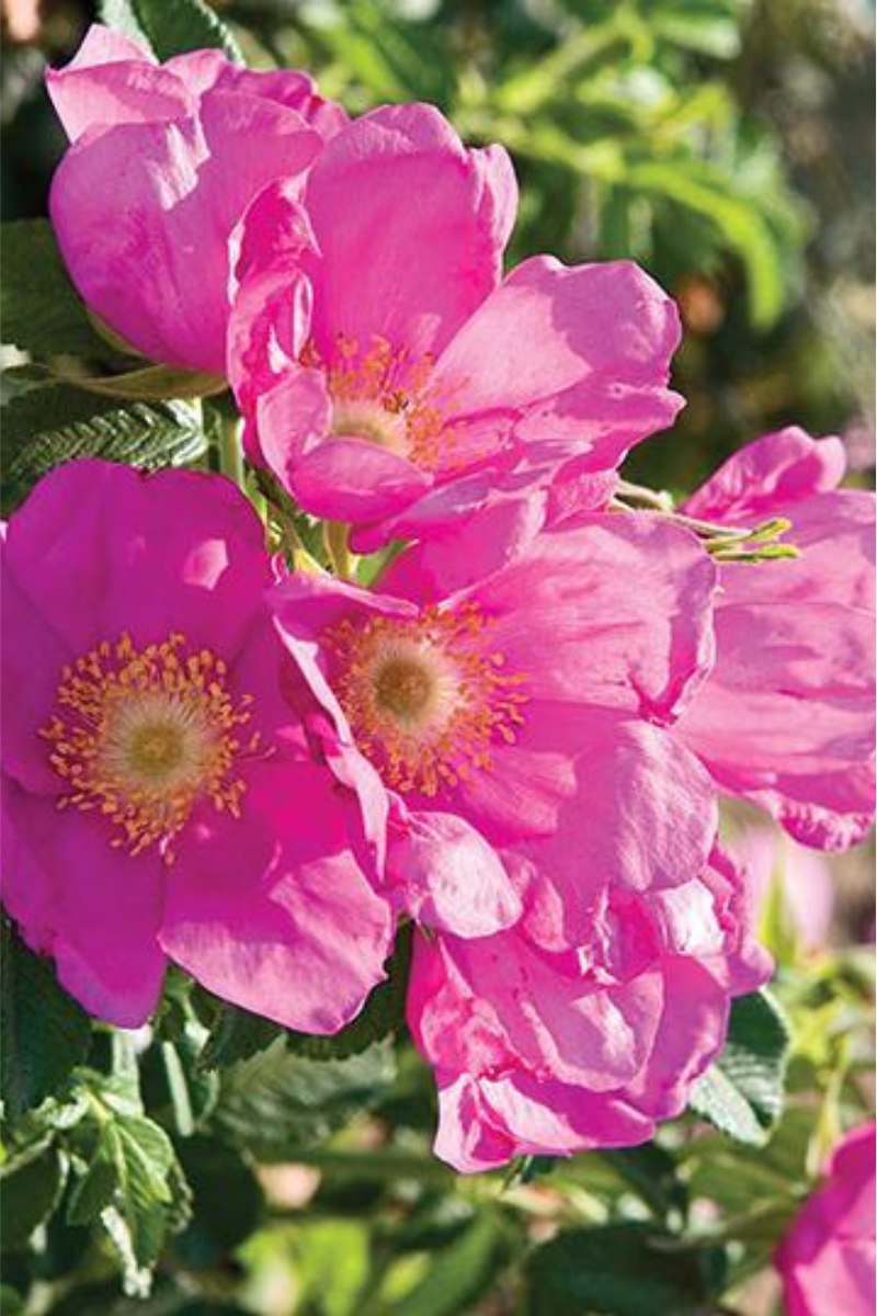 Rose, Raspberry Rugostar