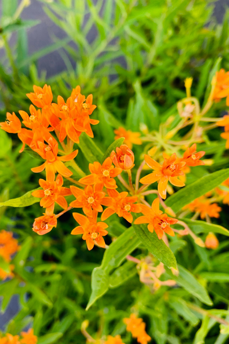 Butterfly Weed
