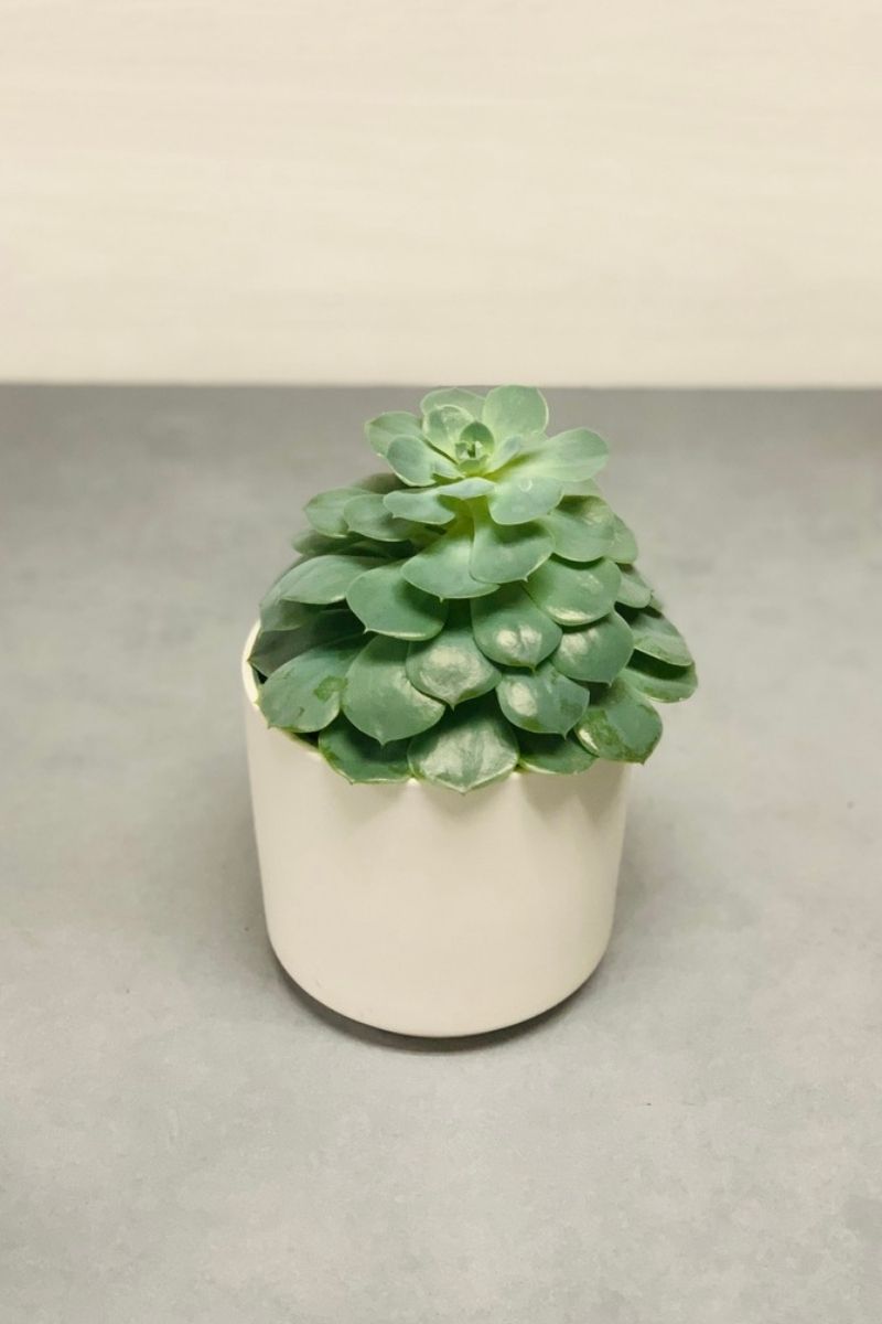 Echeveria 6"