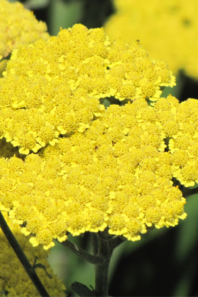 Yarrow, Moonshine