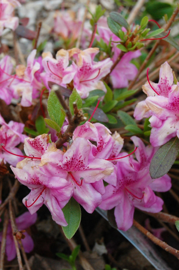 Azalea, Poukhanense Compact