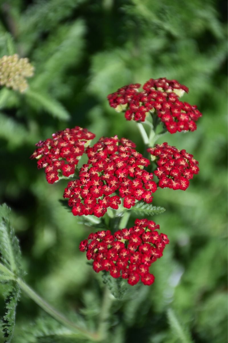 Yarrow, Sassy Summ Sangria