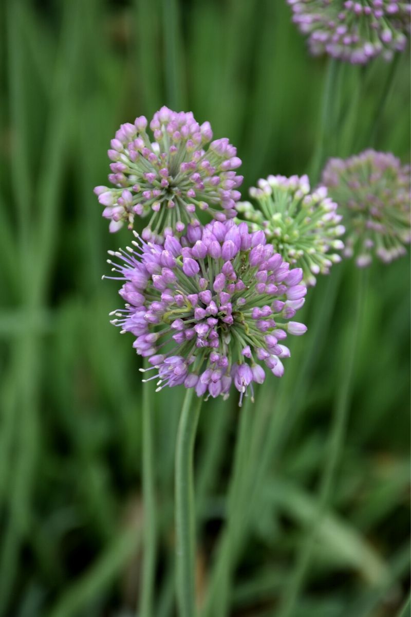Allium, Medusa