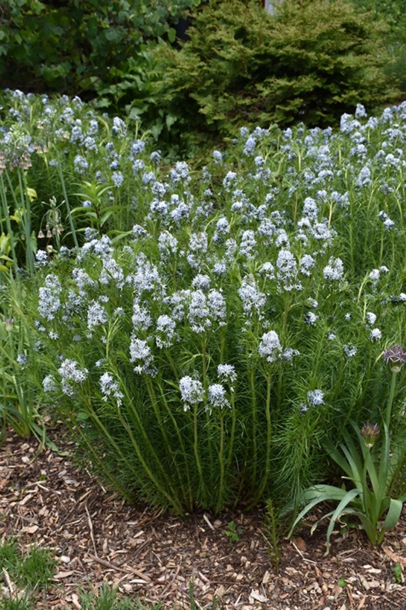 Amsonia, Narrow Leaf