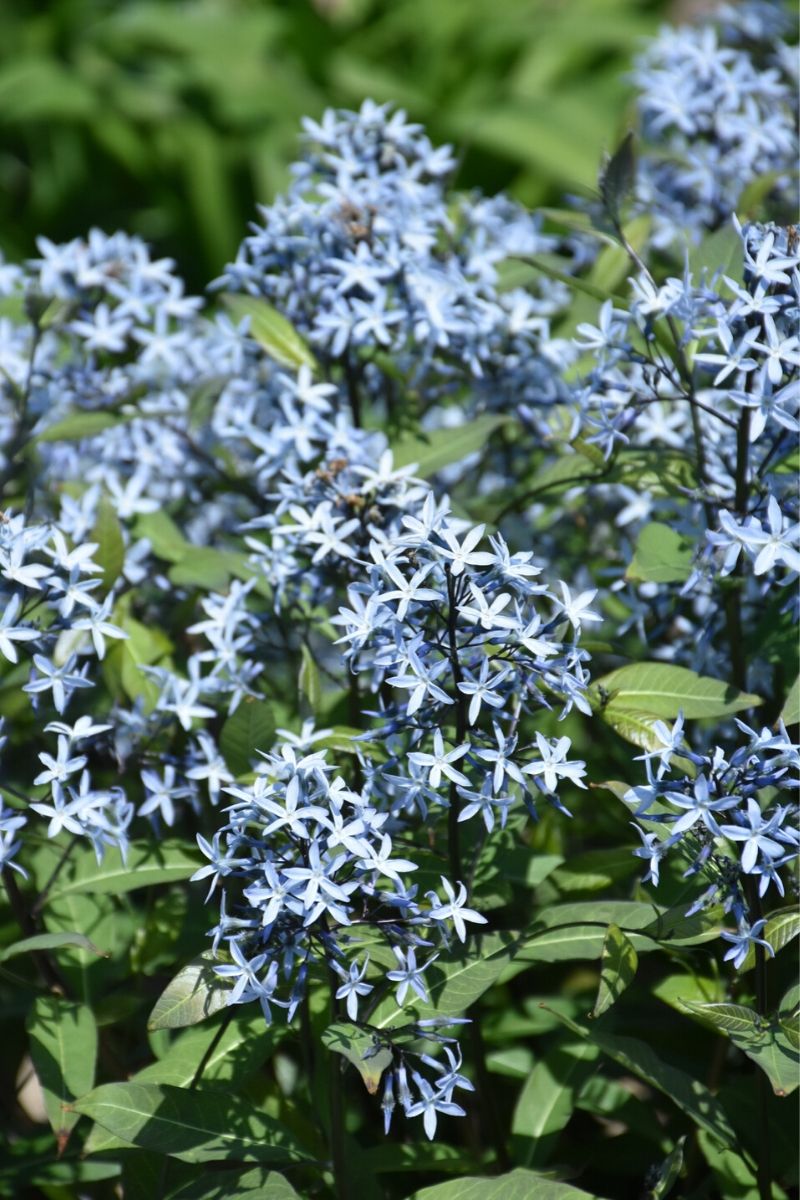 Amsonia, Willow Stormcloud
