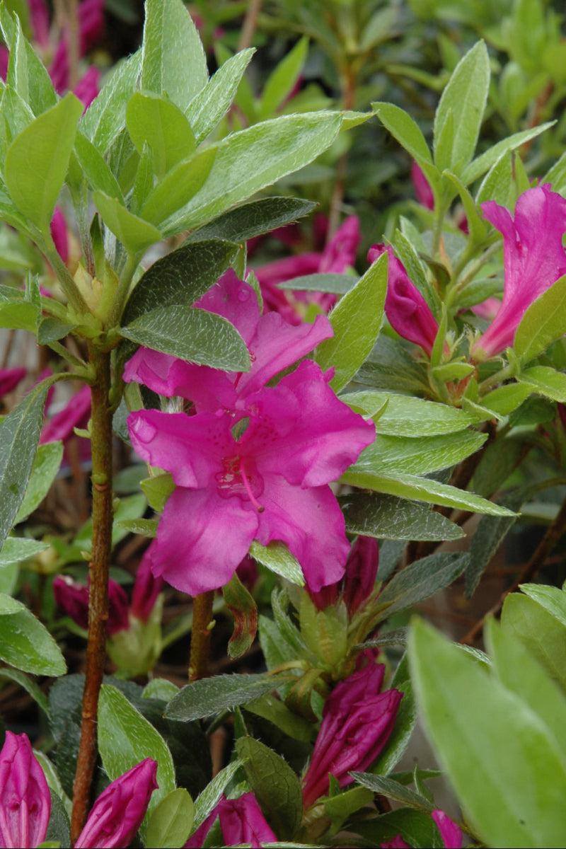 Azalea 'Blue Danube'