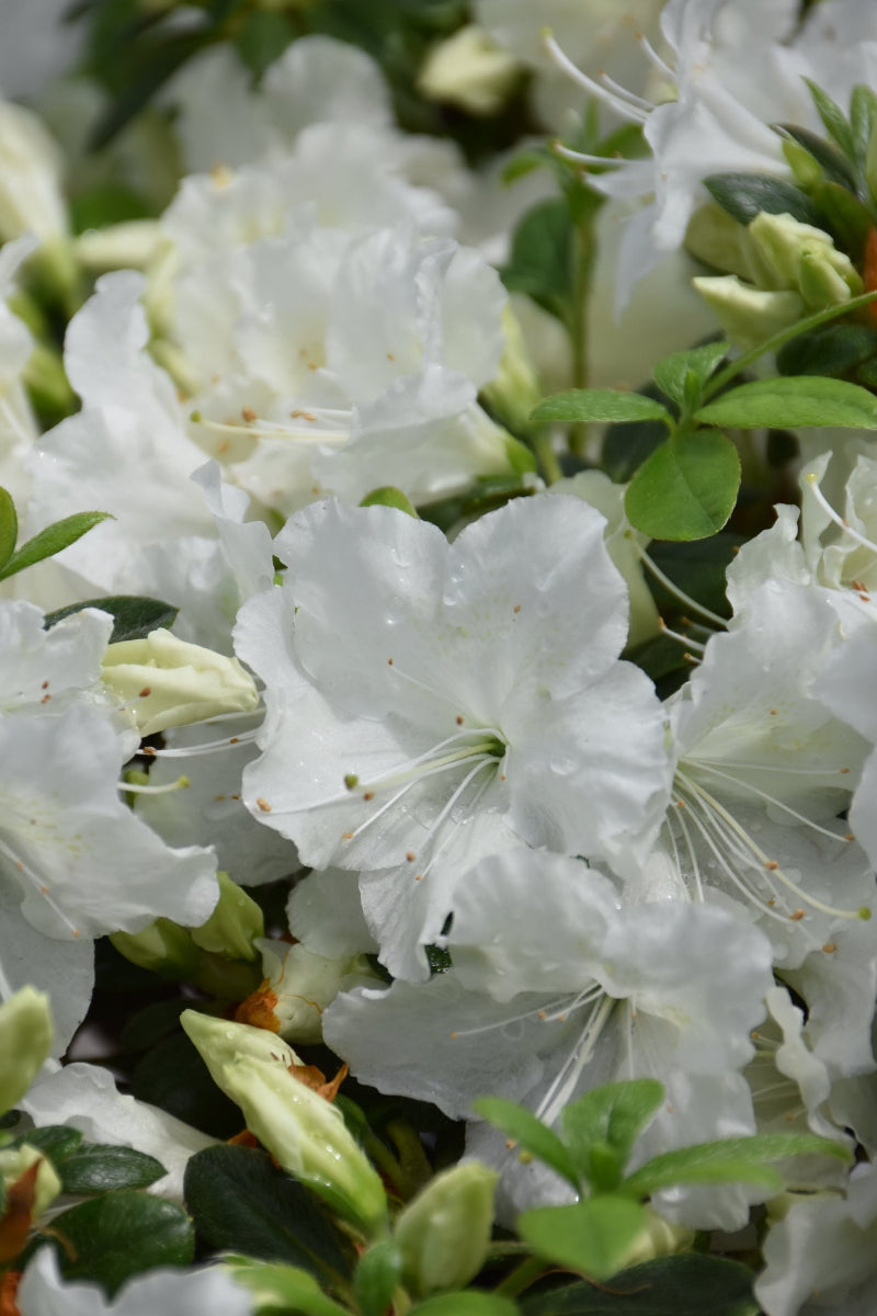 Azalea 'Everest'