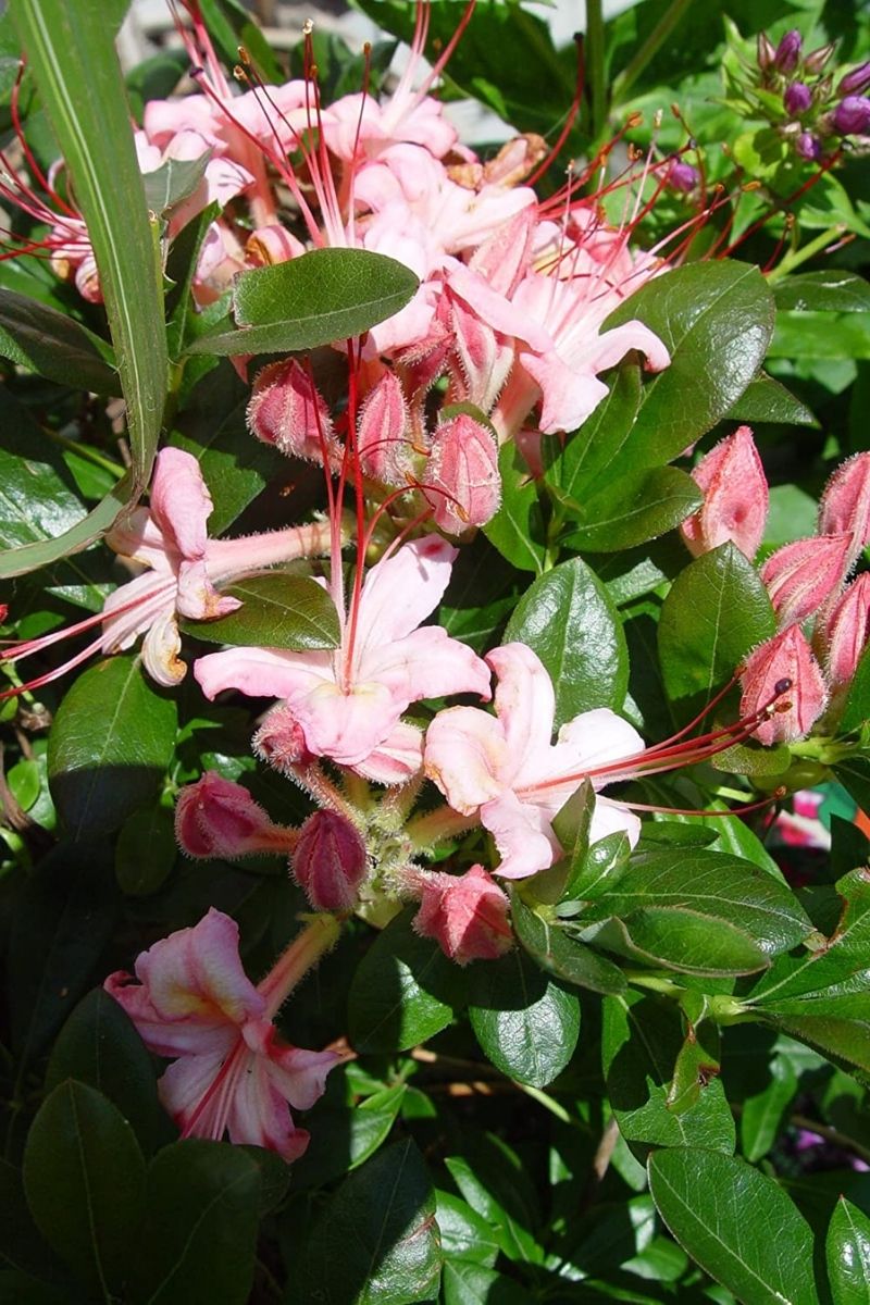 Azalea, Swamp  Pink Mist   Pk