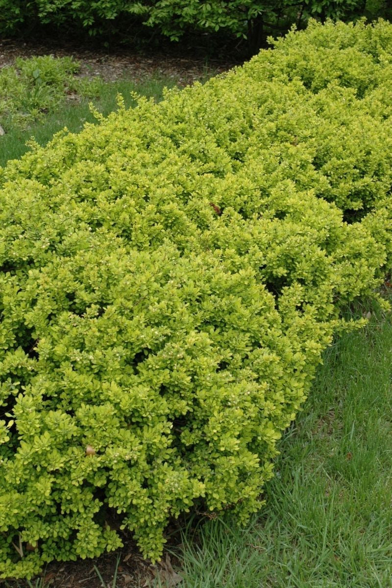 Barberry, Bonanza Gold