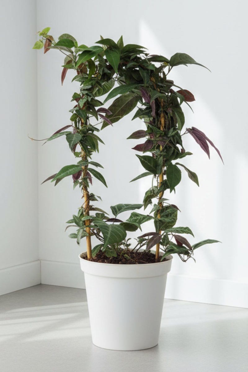 Bignonia, Violet Crossvine 6" Hoop