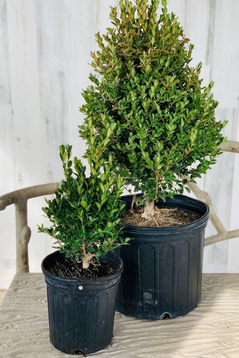 Boxwood, Green Mountain
