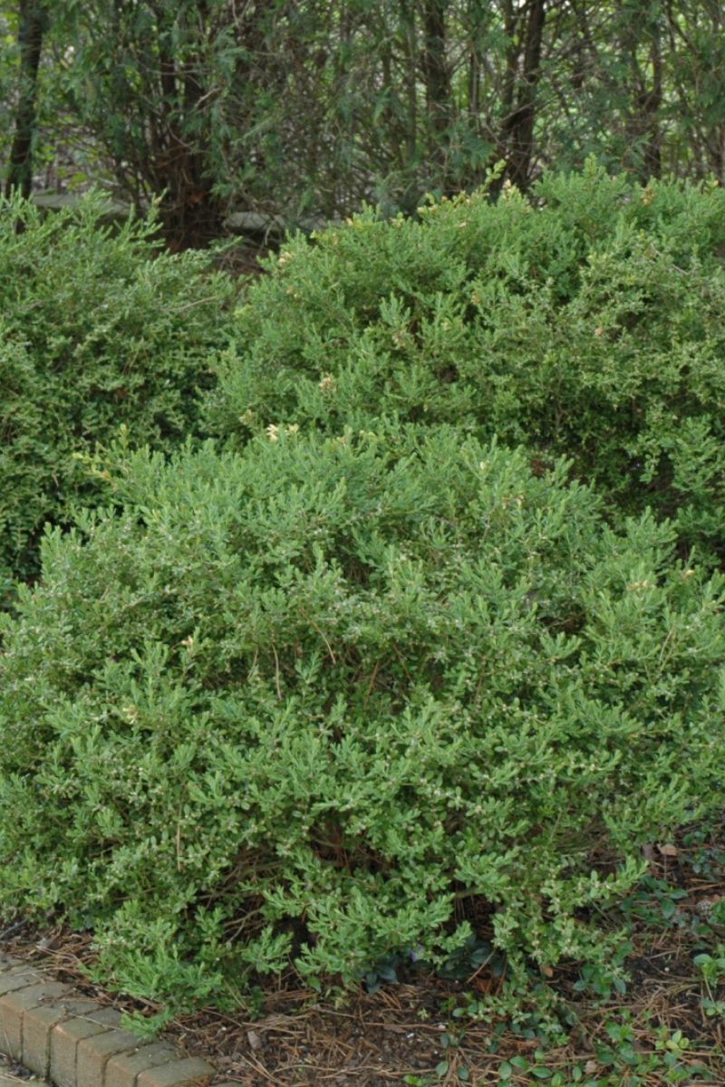 Boxwood, Wintergreen Korean