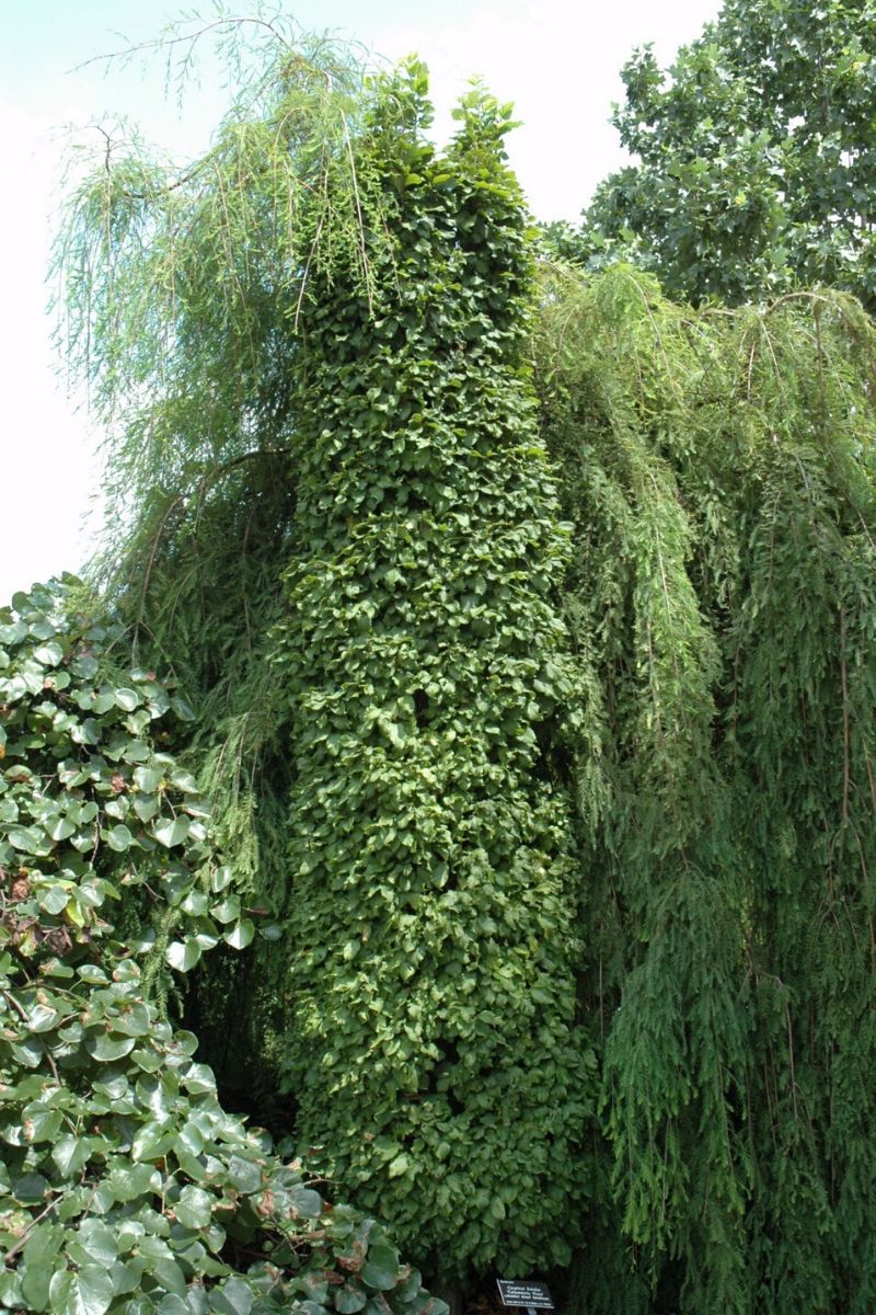 Hornbeam, European Dwarf