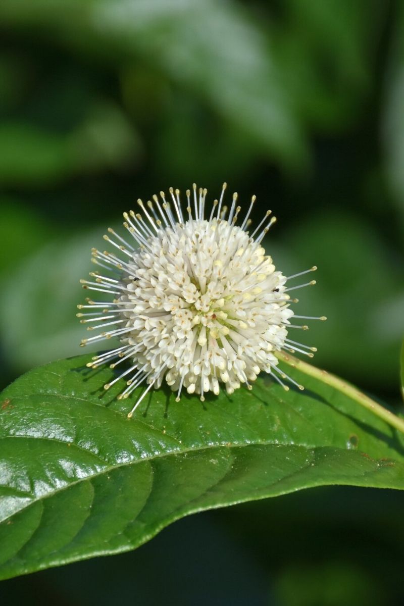 Buttonbush, Sugar Shack