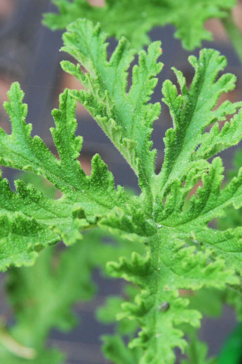 Citronella