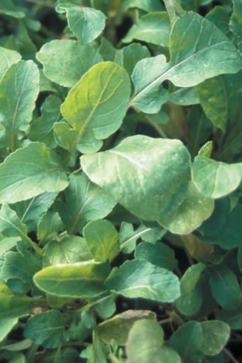 Seed Savers Organic Arugula