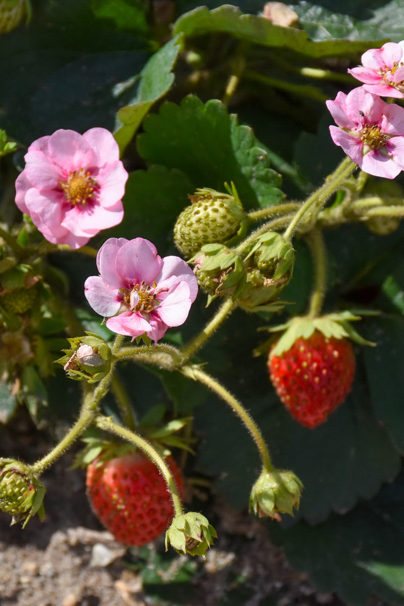 Fruit, Strawberry Berried Treasure Red