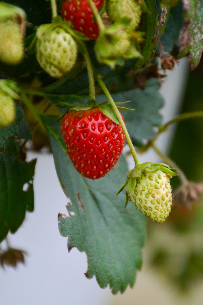 Fruit, Strawberry Berried Treasure Red