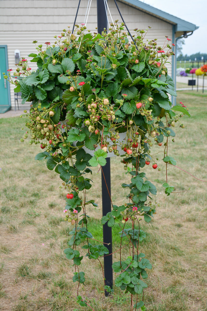 Fruit, Strawberry Berried Treasure Red