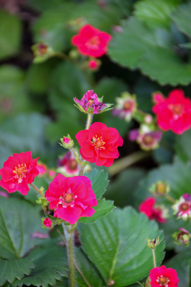 Fruit, Strawberry Berried Treasure Pink