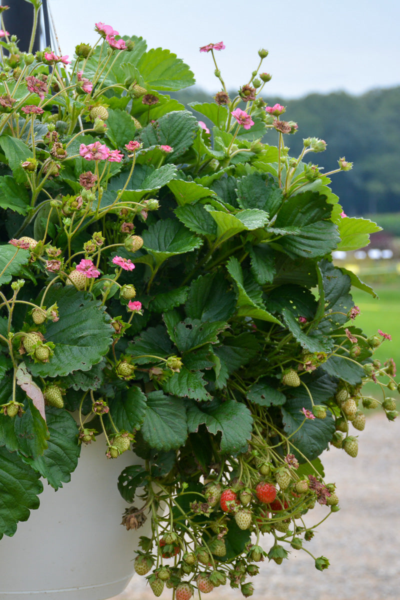 Fruit, Strawberry Berried Treasure Pink