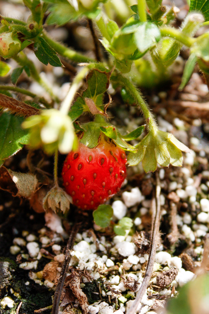 Fruit, Strawberry Berried Treasure Pink