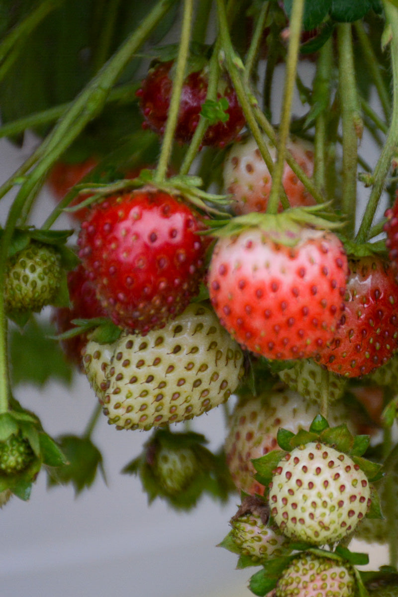 Fruit, Strawberry Berried Treasure White
