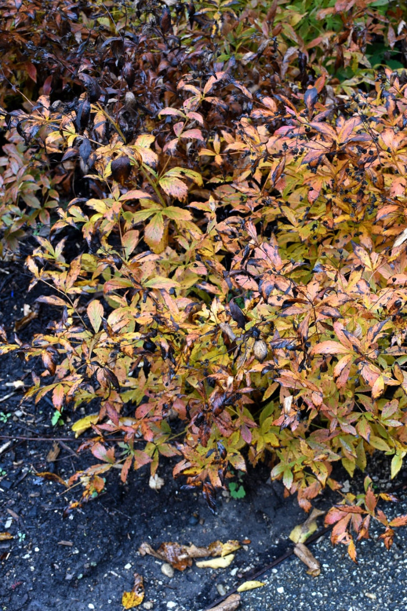 Bowman's Root