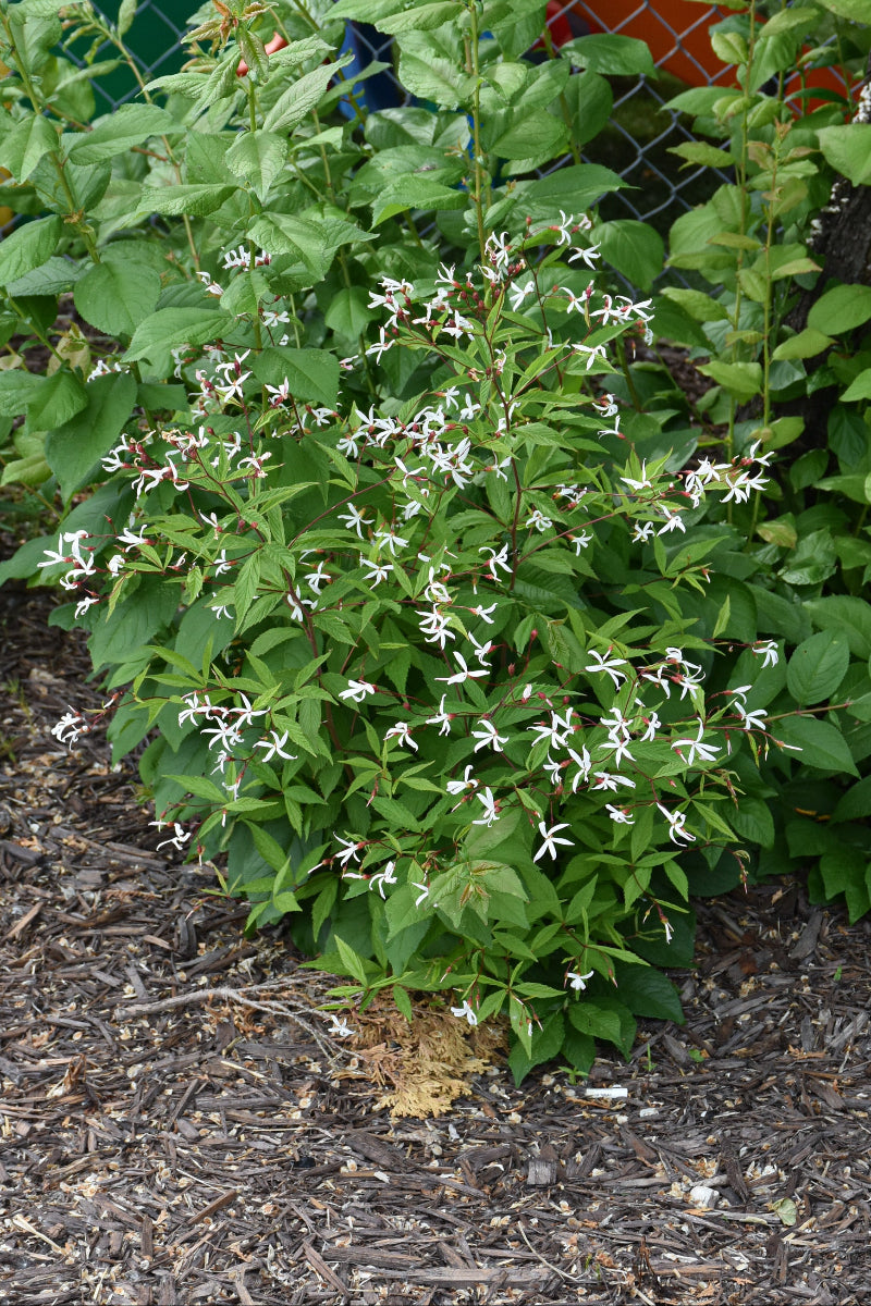 Bowman's Root