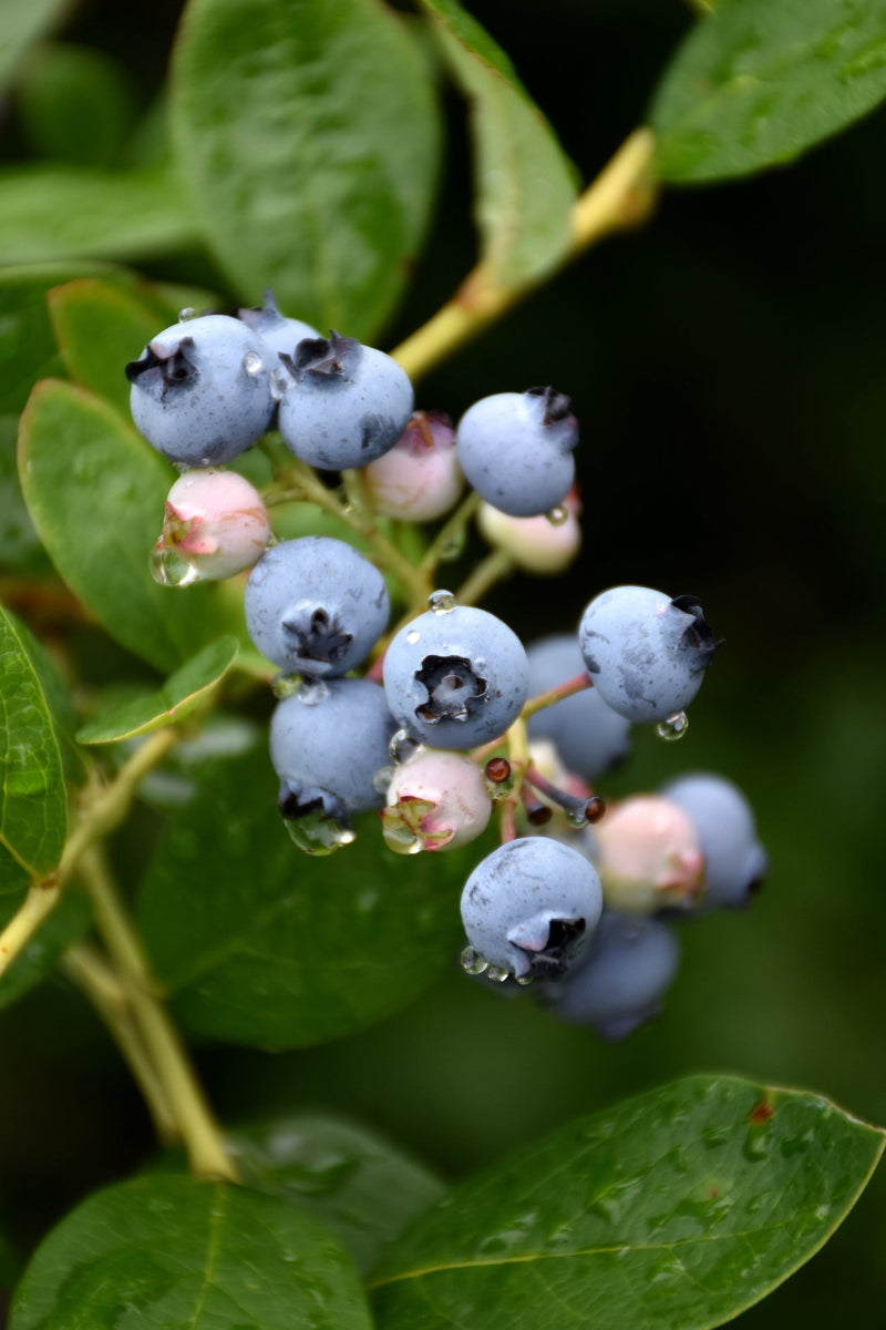 Fruit, Blueberry Jersey