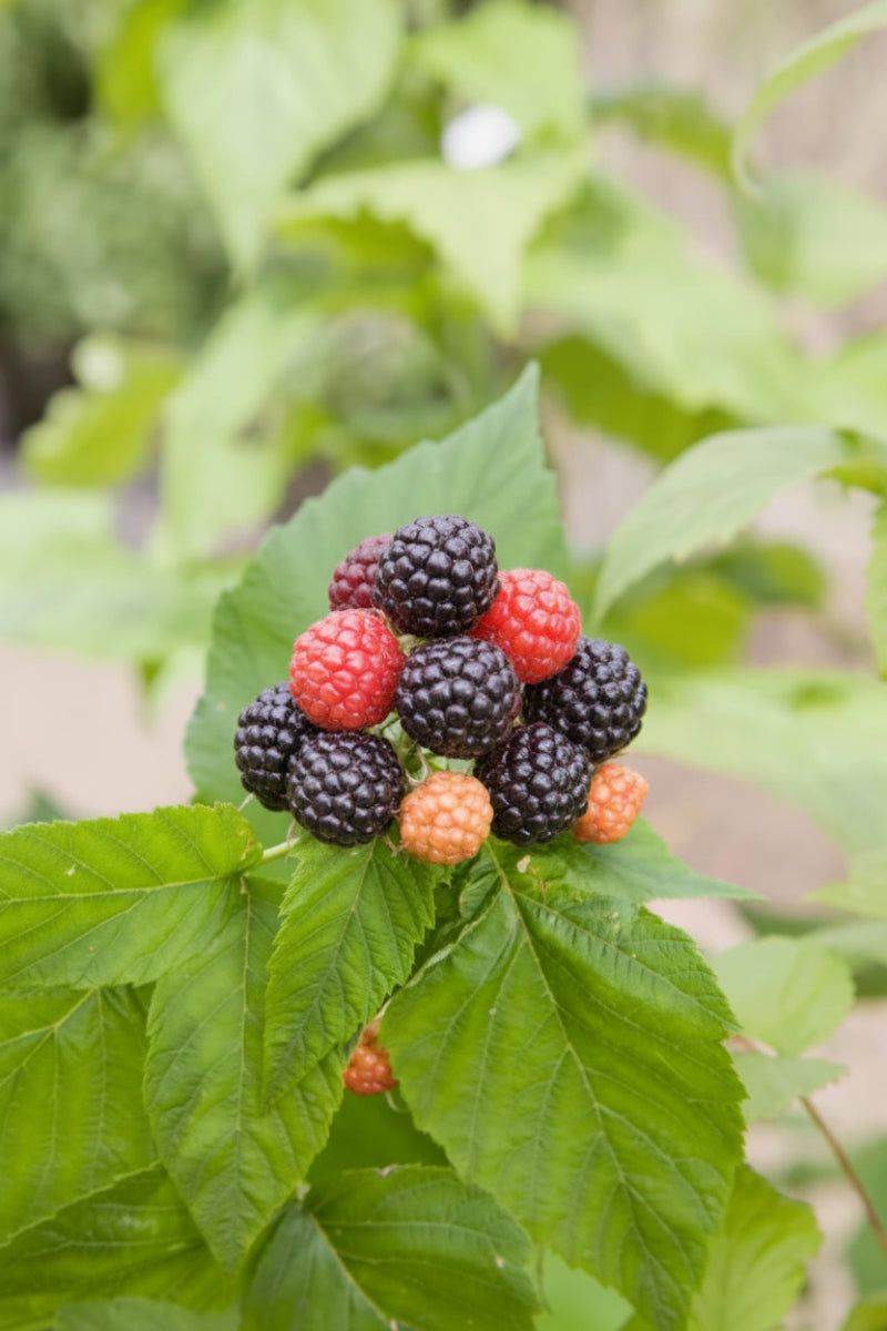 Fruit, Raspberry Jewel Black Fruit