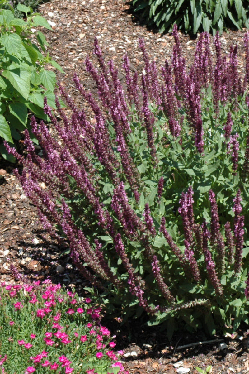 Salvia, New Dimension Rose