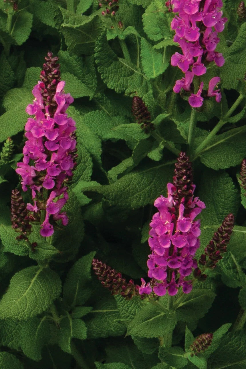 Salvia, Noble Princess Pink