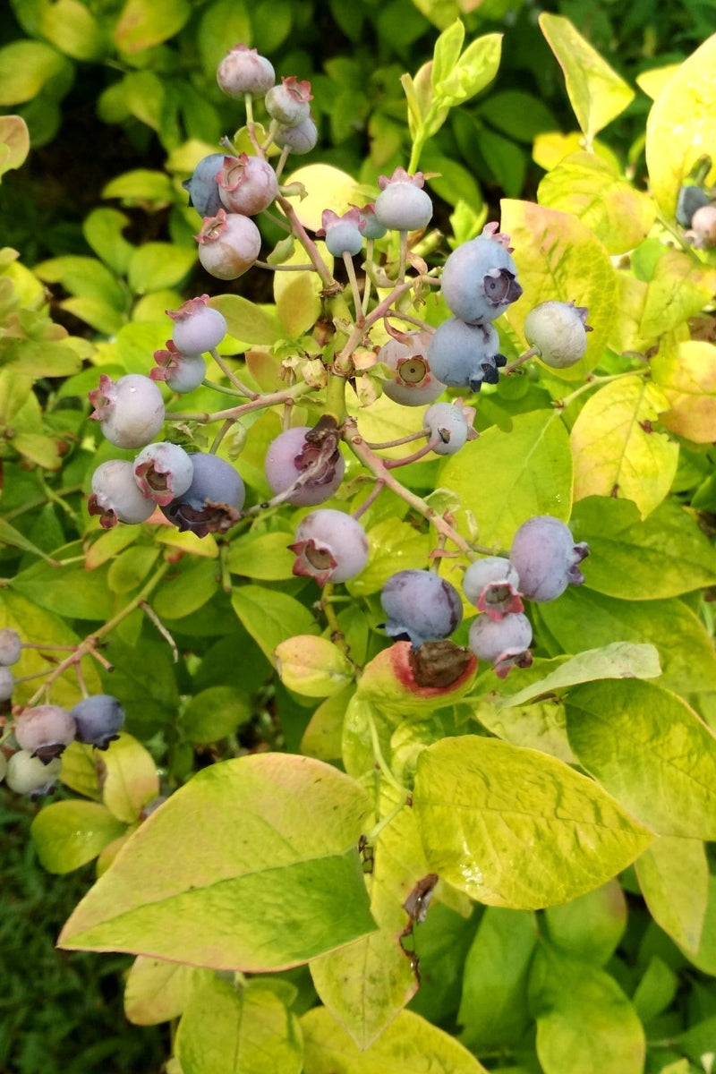 Fruit, Blueberry Sky Dew