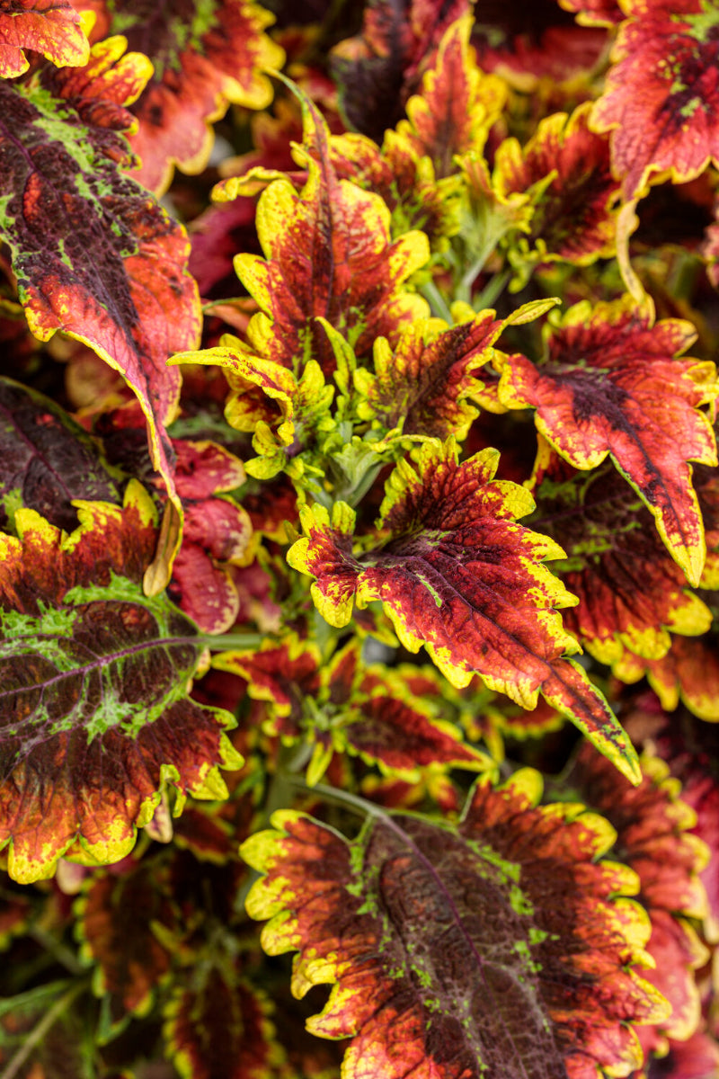 Coleus El Brighto