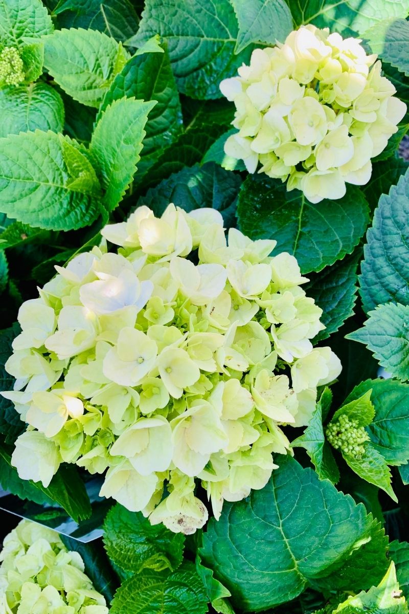 Hydrangea, Blushing Bride