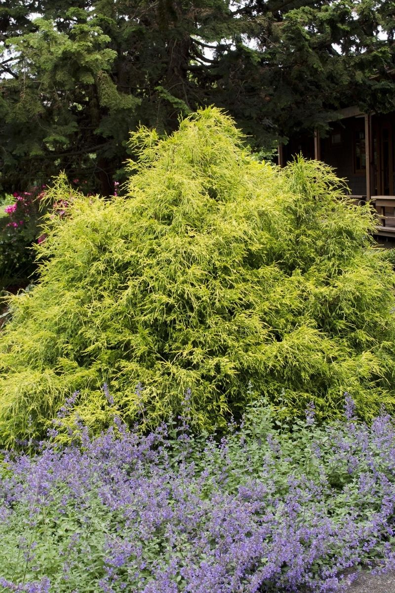 Falsecypress, Gold Mop