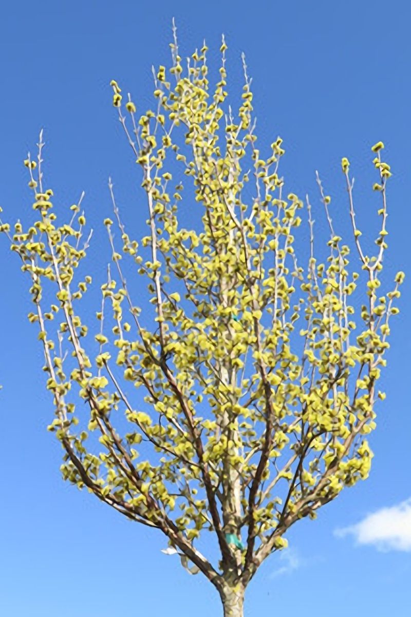 Dogwood, Saffron Sentinel