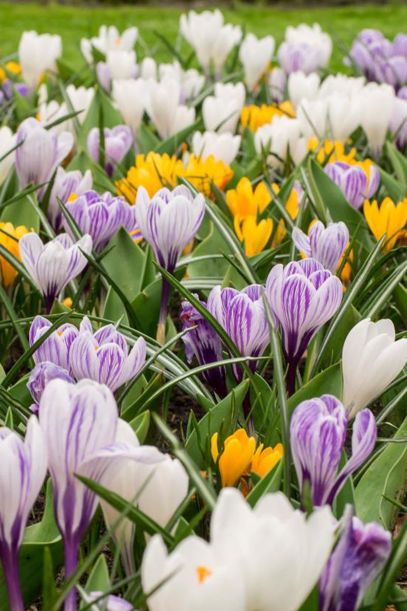DeVroomen Crocus Vernus Giant Blend Bulbs 30/Pack
