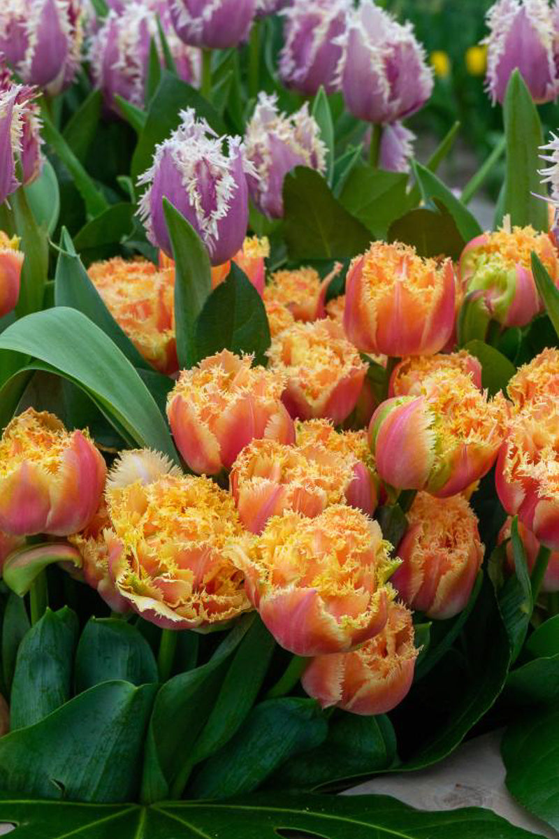 DeVroomen Tulips Double Late Brisbane Bulbs 5/Pack