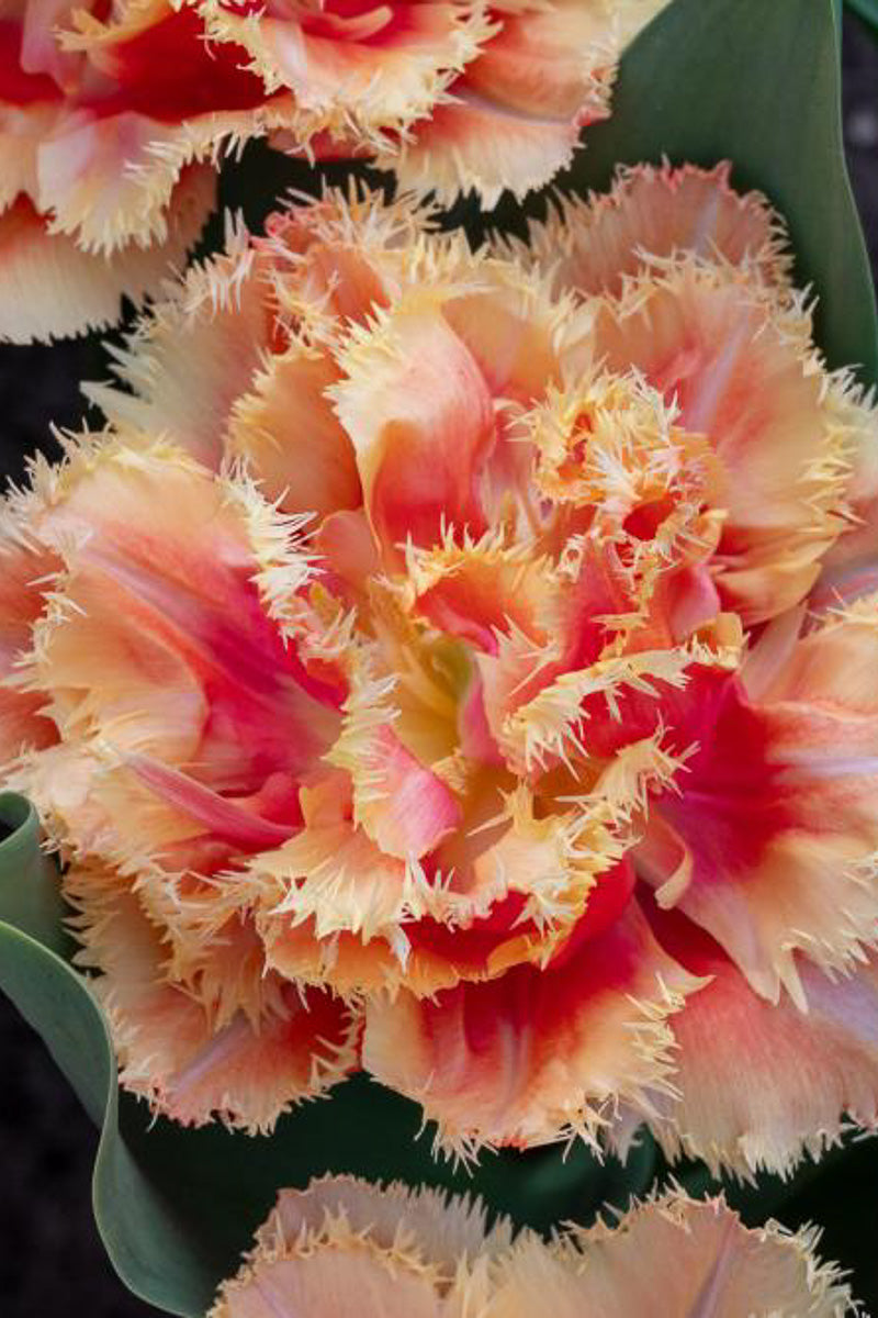DeVroomen Tulips Double Late Brisbane Bulbs 5/Pack