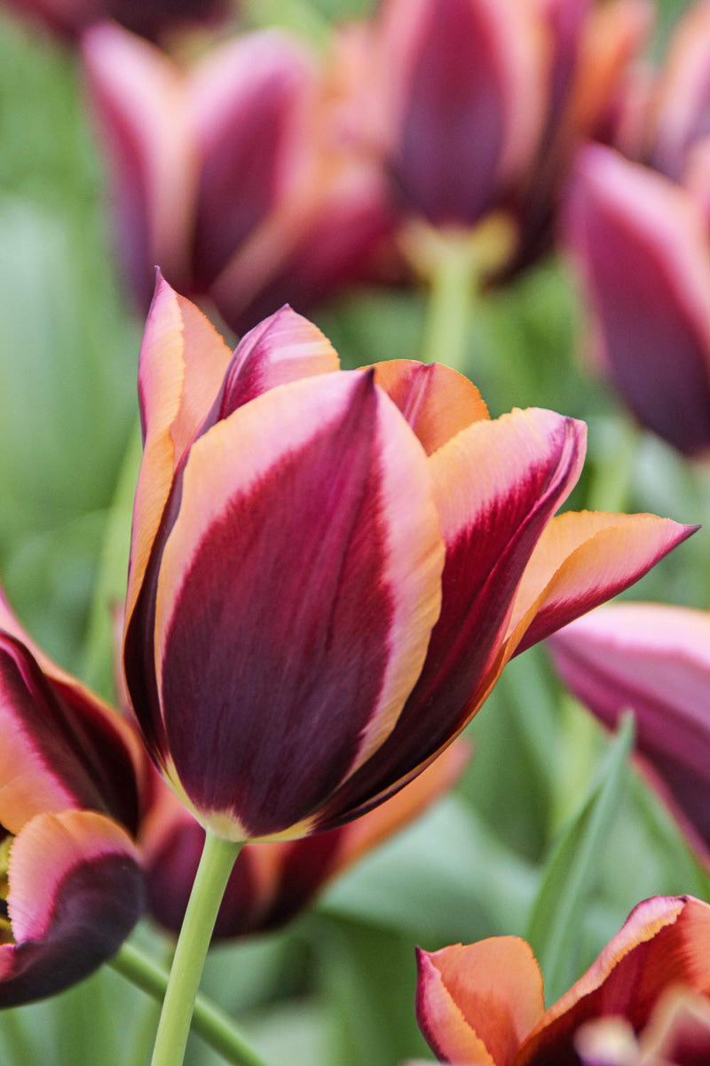 DeVroomen Tulips Triumph Muvota Bulbs 5/Pack