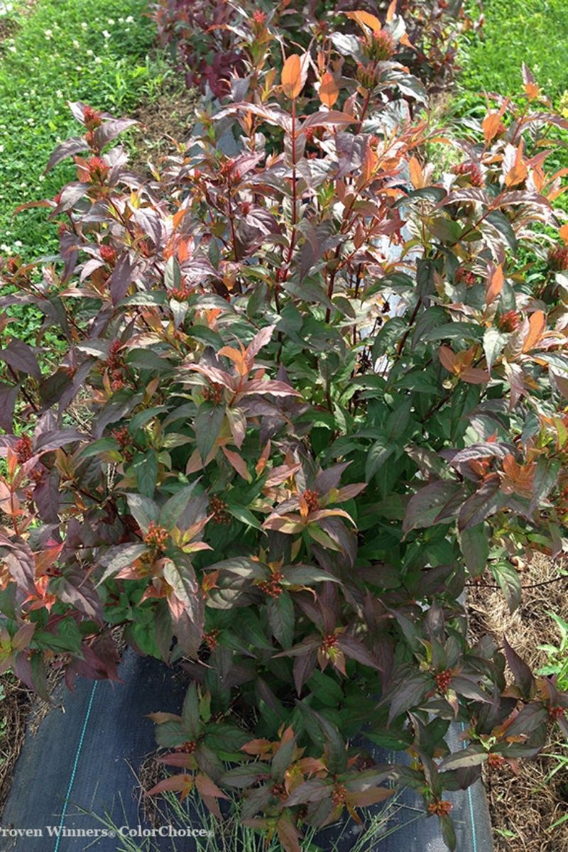 Diervilla, Kodiak Red
