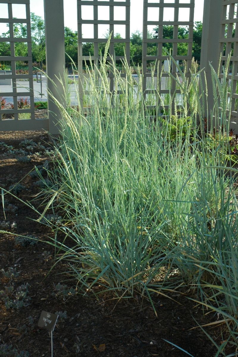 Grass, Blue Lyme- Blue Dune